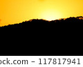 close up tree on mountain peak  sunset time. 117817941