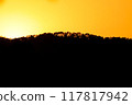 close up tree on mountain peak  sunset time. 117817942