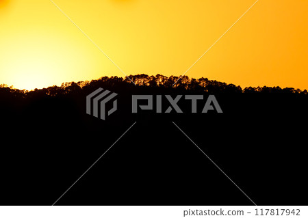 close up tree on mountain peak sunset time. close up tree on mountain peak sunset time. 117817942