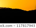 close up tree on mountain peak  sunset time. 117817943