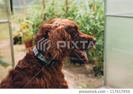 Happy Irish setter dog near glasshouse at backyard. Summer day 117817950