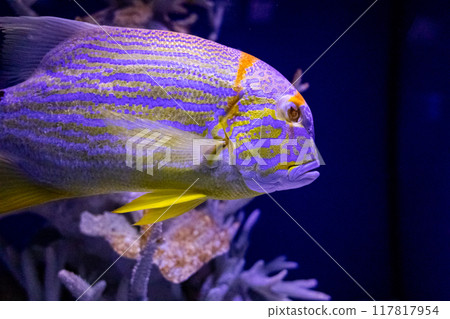 Symphorichthys or sailfish snapper. Tropical bright pisces that can live in aquariums, oceanariums or sea, ocean. Snorkeling and diving, observing exotic fish 117817954