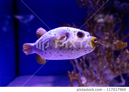 Arothron nigropunctatus. Tropical bright pisces that can live in aquariums, oceanariums or sea, ocean. Snorkeling and diving, observing exotic fish 117817960