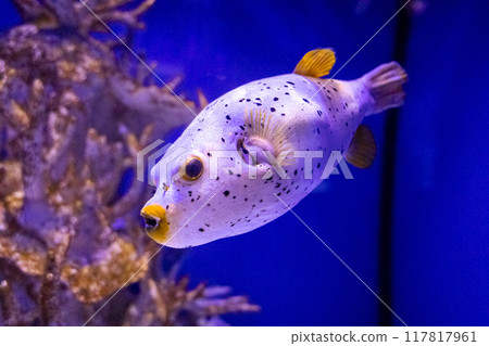 Arothron nigropunctatus. Tropical bright pisces that can live in aquariums, oceanariums or sea, ocean. Snorkeling and diving, observing exotic fish 117817961