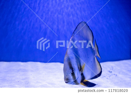 Sea platax or platax pinnatus. Tropical bright pisces that can live in aquariums, oceanariums or sea, ocean. Snorkeling and diving, observing exotic fish Sea platax or platax pinnatus. Tropical bright pisces that can live in aquariums, oceanariums or sea, ocean. Snorkeling and diving, observing exotic fish 117818020