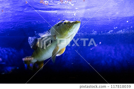 Cichla kelberi. Tropical bright pisces that can live in aquariums, oceanariums or sea, ocean. Snorkeling and diving, observing exotic fish 117818039
