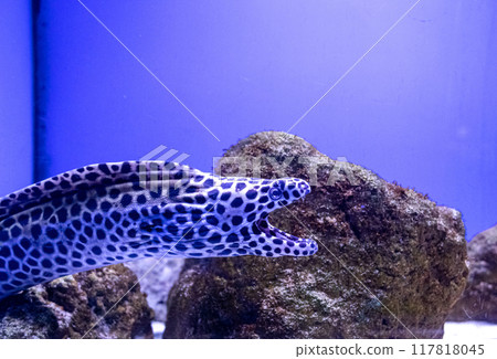 Moray Gymnothorax favagineus or Leopard Moray. Tropical bright pisces that can live in aquariums, oceanariums or sea, ocean. Snorkeling and diving, observing exotic fish 117818045