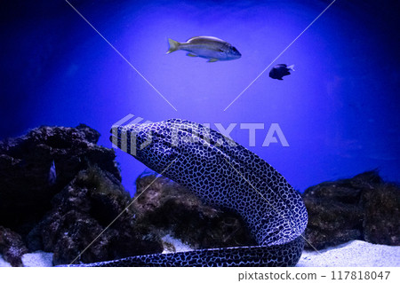 Moray Gymnothorax favagineus or Leopard Moray. Tropical bright pisces that can live in aquariums, oceanariums or sea, ocean. Snorkeling and diving, observing exotic fish 117818047