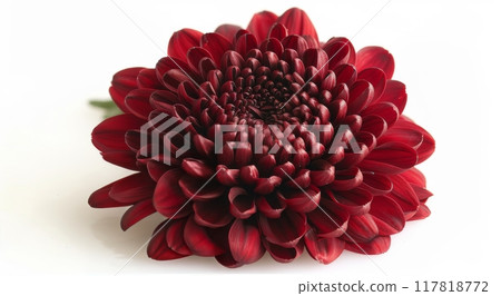 Close Up of a Single Deep Red Chrysanthemum Blossom 117818772