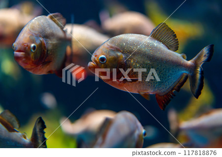 一群食人魚納塔利 117818876