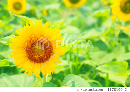 Sunflowers and bees meet 117819042