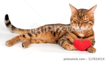 Bengal cat with red plush heart isolated Bengal cat with red plush heart isolated 117819314