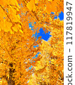 Ginkgo biloba that turns yellow 117819947