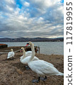 Lake Yamanaka and swans 117819955