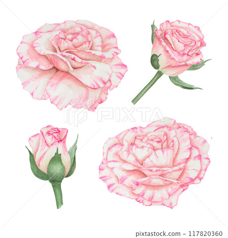 Light pink rose collection. Watercolor botanical illustrations. Hand drawn clipart, cut out and isolated. Realistic flower drawing for delicate wedding prints, invitations. Romantic design element. 117820360