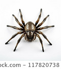 Closeup of a Spider on a white background, highlighting details and textures. Scary Insect Halloween Decor 117820738