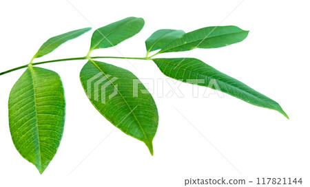 Cut out of tree leaves with clipping paths on a white background Cut out of tree leaves with clipping paths on a white background 117821144