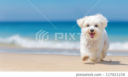 A photorealistic image of a happy white Bichon dog running on a sandy beach with the ocean waves in the background A photorealistic image of a happy white Bichon dog running on a sandy beach with the ocean waves in the background 117821238