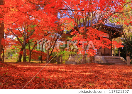 Autumn leaves in the front garden of Prince Shotoku's Palace, Seiryoji Temple (Ukyo Ward, Kyoto City) Autumn leaves in the front garden of Prince Shotoku's Palace, Seiryoji Temple (Ukyo Ward, Kyoto City) 117821307
