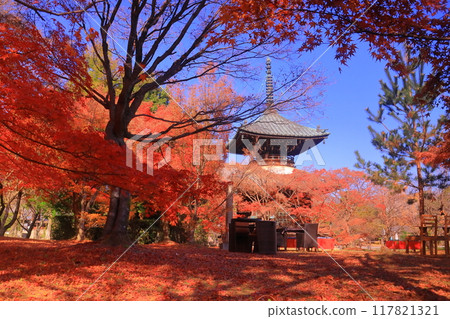 清涼寺多寶塔前庭的紅葉(京都市右京區) 清涼寺多寶塔前庭的紅葉(京都市右京區) 117821321