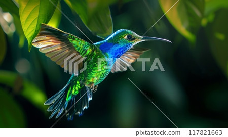 A vibrant green and blue hummingbird in mid-flight, surrounded by lush green foliage 117821663