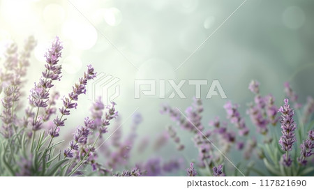 Lush lavender field bathed in soft, diffuse light with bokeh effect in the background 117821690