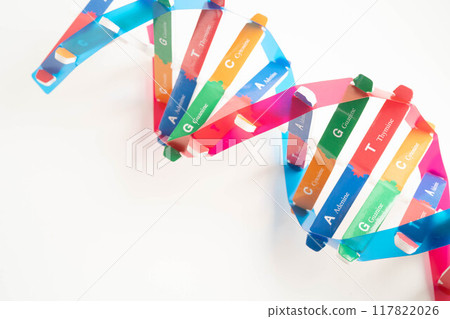 Deoxyribonucleic acid or DNA, double helix chains structure formed by base pairs attached to a sugar phosphate backbone. 117822026