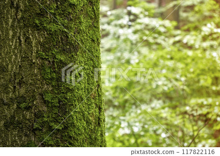 Abstract-Looking Nature Photograph of a Moss-Covered Thick Tree Trunk Against a Blurred Green Background 117822116