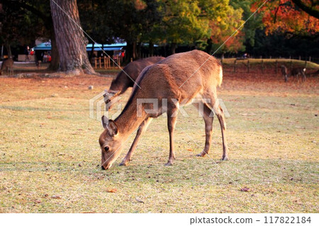 Nara Park Autumn Leaves and Deer Nara Park Autumn Leaves and Deer 117822184