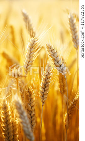 Golden ears of ripe wheat in rays of sunset, vertical format Golden ears of ripe wheat in rays of sunset, vertical format 117822555