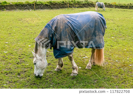 A white horse wearing a blue blanket stands in a green field. The horse's head is lowered, and it appears to be eating grass. There is dirt on the blanket, and the horse has a long, flowing tail. 117822708