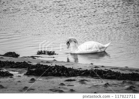 A white swan floats on the surface of a body of water. Its neck is stretched out. The water is rippled, and the far shore is sandy. There are some footprints visible on the shore. A white swan floats on the surface of a body of water. Its neck is stretched out. The water is rippled, and the far shore is sandy. There are some footprints visible on the shore. 117822711