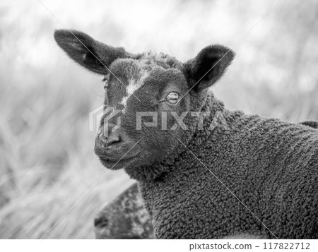 The black sheep has a large, white patch on its forehead. Its dark eyes stare directly at the viewer. A blurry, white background suggests a barn or fence. 117822712