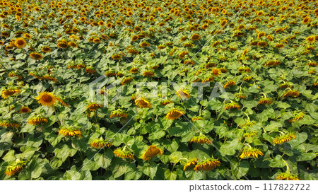 Sunflower field, top view. Sunflower plants bloom in a farmer's field. Sunflower field, top view. Sunflower plants bloom in a farmer's field. 117822722