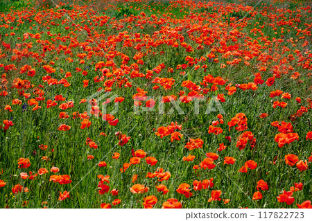 A lush field dotted with numerous red flowers. A lush field dotted with numerous red flowers. 117822723