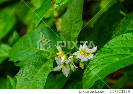 Flowers of Walnut Vi 117823339