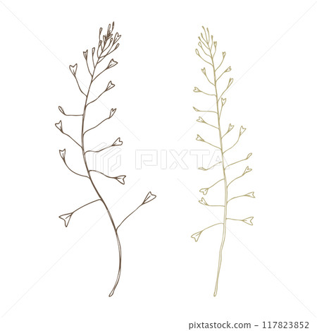 Capsella bursa-pastoris two branches wild, meadow herbs, dried flowers. Line art is a simple hand-drawn illustration in beige, ochre, brown ink. Isolated vector EPS set of elements. Capsella bursa-pastoris two branches wild, meadow herbs, dried flowers. Line art is a simple hand-drawn illustration in beige, ochre, brown ink. Isolated vector EPS set of elements. 117823852