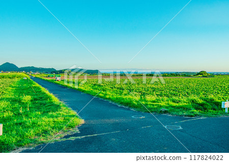 鹿兒島指宿市鄉村道路 鹿兒島指宿市鄉村道路 117824022