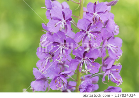 Fireweed flowers close up in the meadow. Chamaenerion angustifolium 117824324