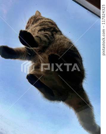 The cat is looking out of the window, reflected in the glass 117824325