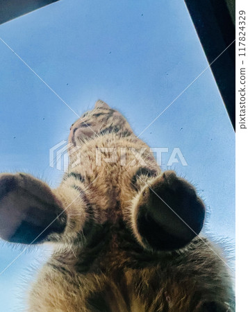 The cat is looking out of the window, reflected in the glass 117824329