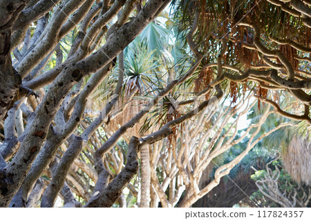 Through the branches at Hamma Garden Through the branches at Hamma Garden 117824357