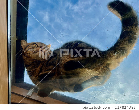 The cat is looking out of the window, reflected in the glass The cat is looking out of the window, reflected in the glass 117824385