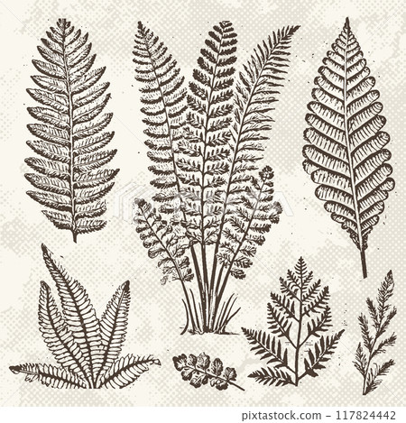 Graphic prehistoric plants fossils set. Ancient fern flora in engraving technique on vintage paper. Vector illustration 117824442