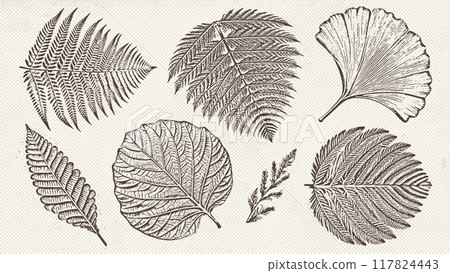 Graphic prehistoric plants drawn on vintage pater in engraving technique. Fossils prehistoric botanicals. Vector illustrations set. Graphic prehistoric plants drawn on vintage pater in engraving technique. Fossils prehistoric botanicals. Vector illustrations set. 117824443