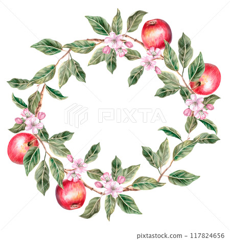 Wreath of apple tree branches with ripe fruits. Isolated watercolor illustration for farm fruit design, agricultural fairs, organic product packaging. Harvesting in the orchard Wreath of apple tree branches with ripe fruits. Isolated watercolor illustration for farm fruit design, agricultural fairs, organic product packaging. Harvesting in the orchard 117824656