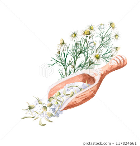 Wooden spoon with bath salt and dried chamomile and bouquet in watercolor. Isolated from background illustration for pharmacy, spa, handmade cosmetics, essences and skincare design Wooden spoon with bath salt and dried chamomile and bouquet in watercolor. Isolated from background illustration for pharmacy, spa, handmade cosmetics, essences and skincare design 117824661