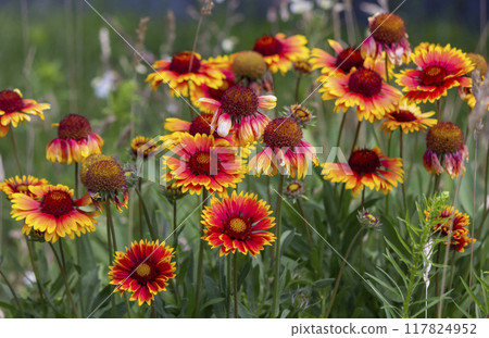 Vibrant Gaillardia Aristata Spintop Blanket Flower Close-Up - Stunning Red and Yellow Blooms Vibrant Gaillardia Aristata Spintop Blanket Flower Close-Up - Stunning Red and Yellow Blooms 117824952