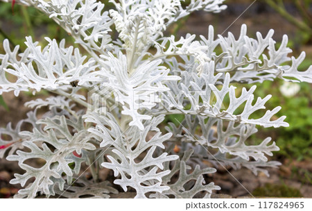 Jacobin maritime, commonly known as silver ragus. Textured silver leaves of Cineraria maritime 117824965