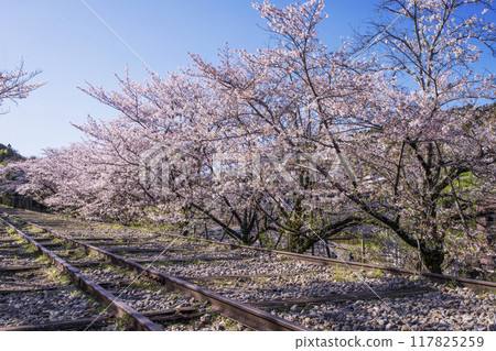 Cherry blossoms in full bloom at the incline at Keage in Kyoto in spring. Scenery of the remains of the inclined railway. Kyoto tourist spots. 117825259